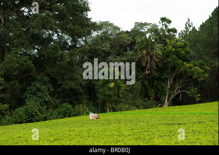 Tee-Picker, Satemwa Tea Estate, Thyolo Waldreservat, Malawi Stockfoto