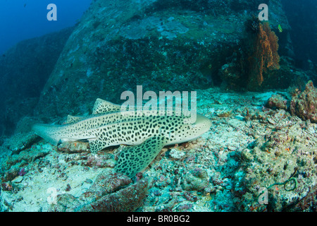 Leopardenhai, Tauchen bei Tachai Pinnacle, Similan National Marine Park, nördlich von Phuket, Thailand, Südostasien Stockfoto