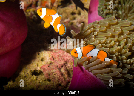 Falscher Clown Anemonenfische (Amphiprion Ocellaris), Similan Islands National Marine Park, südlich von Phuket, Thailand, Südostasien Stockfoto