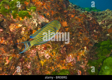 Liniertes Doktorfisch (Acanthurus Lineatus), Richelieu Rock, Surin Marine Nationalpark, südlich von Phuket, Thailand, Südostasien Stockfoto