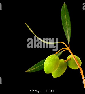 Frischen grünen Ölzweig auf schwarzem Hintergrund isoliert Stockfoto