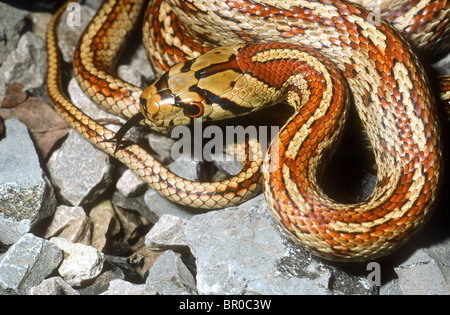 Leopard Schlange, Zamenis Situla, gestreifte form Stockfoto