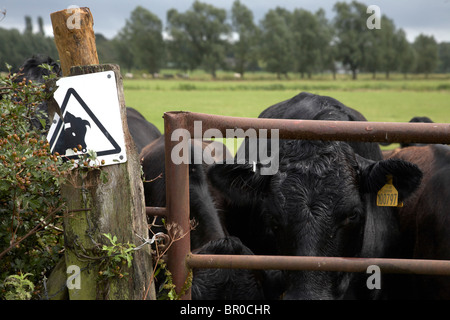 Vieh hinter Tor mit Schild "Beware of the Bull" Stockfoto
