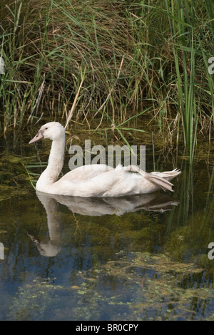 Höckerschwan (Cygnus Olor), Schwimmen in einem Deich, mit einem Fuß. Über Rump blass rosa, indikative polnische Mutation statt Fuß zurückgezogen. Stockfoto