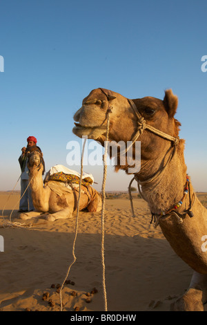 Kamele auf den Dünen im Westen von Jodhpur Stockfoto