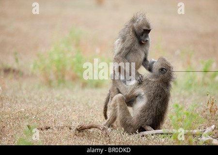 Chacma Paviane (Papio Cynocephalus Ursinus), Mashatu Wildreservat, Tuli Block, Botswana Stockfoto