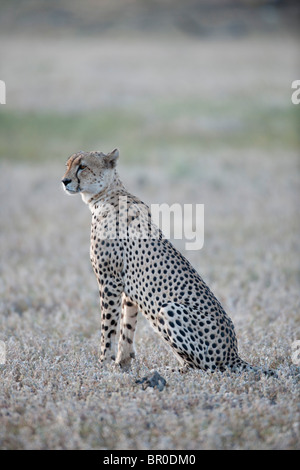 Gepard (Acinonyx Jubatus), Mashatu Wildreservat, Tuli Block, Botswana Stockfoto