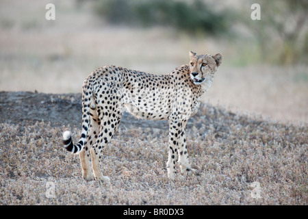 Gepard (Acinonyx Jubatus), Mashatu Wildreservat, Tuli Block, Botswana Stockfoto