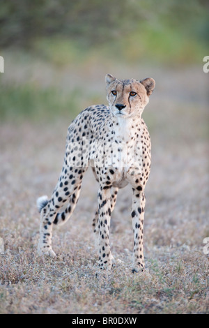 Gepard (Acinonyx Jubatus), Mashatu Wildreservat, Tuli Block, Botswana Stockfoto