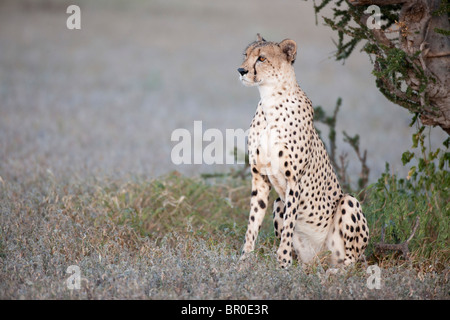 Gepard (Acinonyx Jubatus), Mashatu Wildreservat, Tuli Block, Botswana Stockfoto