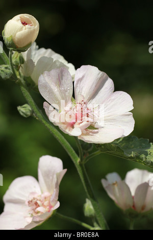 Nahaufnahme von blass Creme oder weiß Stockrose Blumen Stockfoto