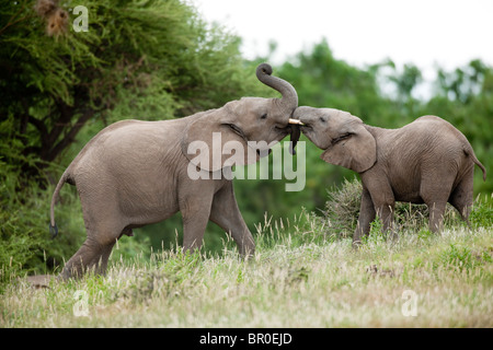 Baby afrikanische Elefanten spielen (Loxodonta Africana Africana), Mashatu Wildreservat, Tuli Block, Botswana Stockfoto