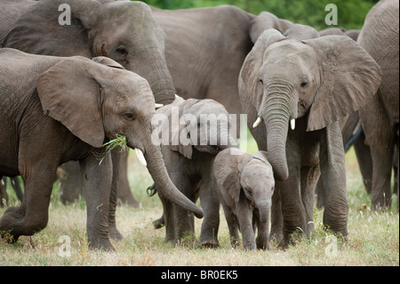 Afrikanische Elefantenherde (Loxodonta Africana Africana), Mashatu Wildreservat, Tuli Block, Botswana Stockfoto