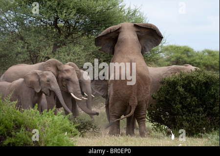 Afrikanische Elefanten Paarung (Loxodonta Africana Africana), Mashatu Wildreservat, Tuli Block, Botswana Stockfoto