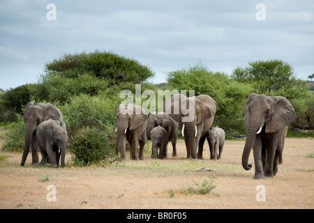 Afrikanische Elefantenherde zu Fuß (Loxodonta Africana Africana), Mashatu Wildreservat, Tuli Block, Botswana Stockfoto