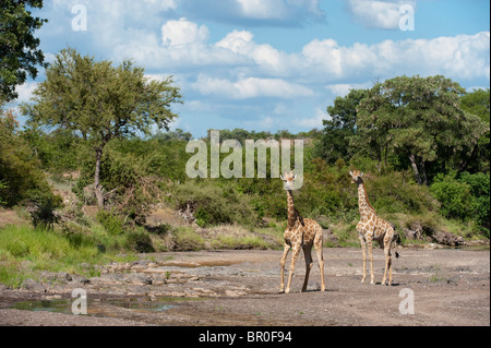 Südlichen Giraffen (Giraffa Giraffe Giraffa), Mashatu Wildreservat, Tuli Block, Botswana Stockfoto
