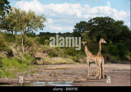 Südlichen Giraffen (Giraffa Giraffe Giraffa), Mashatu Wildreservat, Tuli Block, Botswana Stockfoto