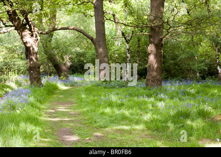 Bluebell Holz Stockfoto