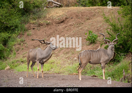 Große Kudu (Tragelaphus Strepsiceros, Mashatu Wildreservat, Tuli Block, Botswana Stockfoto