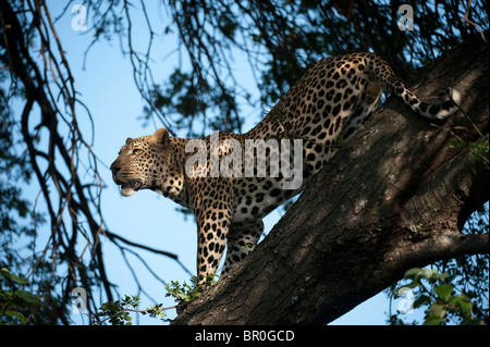 Leoparden in einem Baum (Panthera Pardus), Mashatu Wildreservat, Tuli Block, Botswana Stockfoto