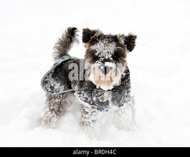 Zwergschnauzer Hund tragen Jacke im Schnee Stockfoto