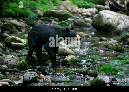 Ein Tyoung Schwarzbär in der Lost River in new Hamphire White Mountain National Forest Stockfoto