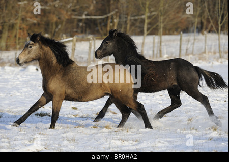 Connemara Pony (Equus Ferus Caballus). Zwei junge Hengste im Galopp auf einem verschneiten Weide. Stockfoto