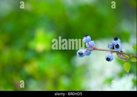 Wilde Blaubeeren in Maine Stockfoto