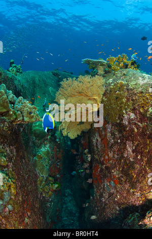 Tauchen in North Point, Koh Ba-Ngu, Similan National Marine Park, nördlich von Phuket, Thailand, Südostasien Stockfoto