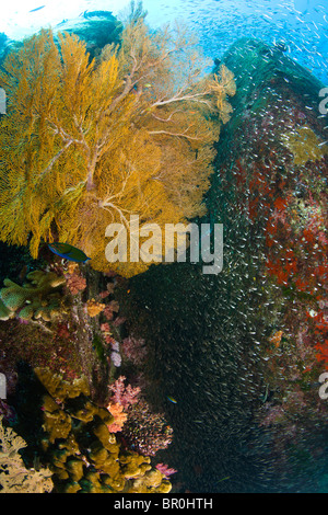 Tauchen in North Point, Koh Ba-Ngu, Similan National Marine Park, nördlich von Phuket, Thailand, Südostasien Stockfoto