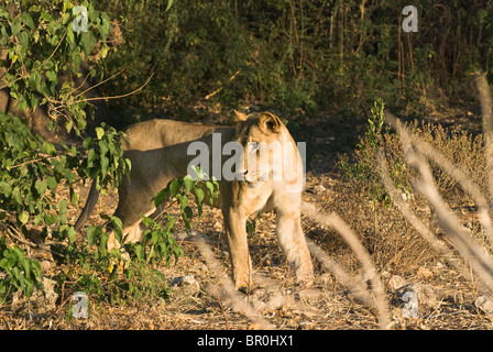 Löwe (Panthera Leo) - Erwachsene weibliche Löwin suchen Busch, alarmiert - Mai, Chobe Nationalpark, Botswana, Südafrika, Afrika Stockfoto