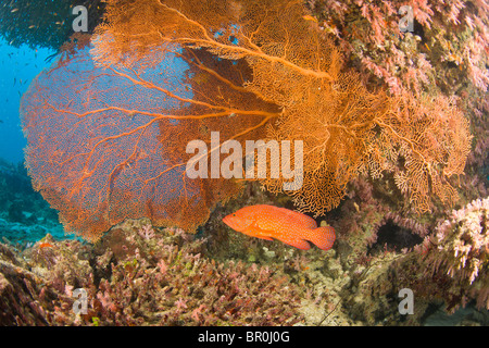 Korallen-Zackenbarsch (Cephalopholis Miniata), Tauchen bei den Similan Inseln Underwater Park, Thailand, Südostasien Stockfoto