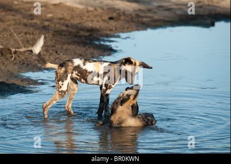 Wilde Hunde spielen im Wasser (LYKAON Pictus), Mashatu Wildreservat, Tuli Block, Botswana Stockfoto
