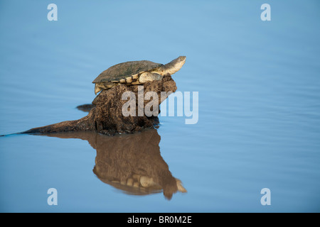 Marsh Schildkröte liegend auf einem Felsen im Water(Pelomedusa subrufa), Mashatu Wildreservat, Tuli Block, Botswana Stockfoto