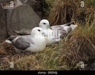 Paar der Eissturmvogel (Fulmarus Cyclopoida) auf dem Nest - Farne Islands, Northumberland, UK. Stockfoto