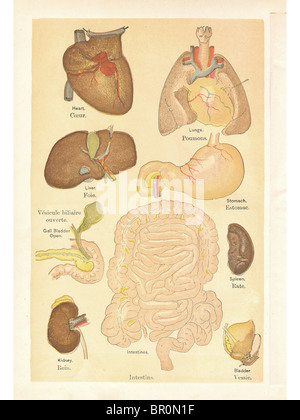 Medizinische Illustrationen von Organen aus einem Oldtimer Buch Stockfoto