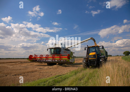 Mähdrescher Getreide in Anhänger entladen Stockfoto