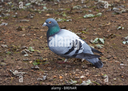 Wilde Taube oder Felsentaube Stockfoto