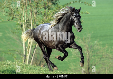 Andalusische Pferd (Equus Ferus Caballus). Junghengst im Galopp auf der Wiese Stockfoto