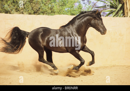 Andalusische Pferd (Equus Ferus Caballus), schwarzen Hengst im Galopp auf einem staubigen Paddock. Stockfoto