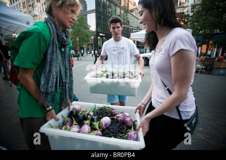 Freiwillige sammeln gespendeten Produkte vom Union Square Park Greenmarket in New York für die Auslieferung an Programme Dienst an den Armen Stockfoto