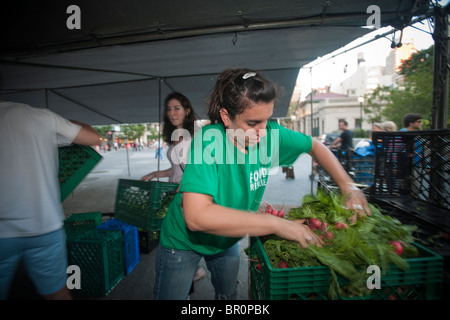 Freiwillige sammeln gespendeten Produkte vom Union Square Park Greenmarket in New York für die Auslieferung an Programme Dienst an den Armen Stockfoto