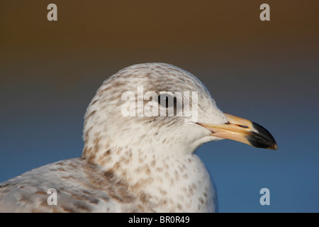 Eine Nahaufnahme Schuss in den Kopf einer Ring-billed Möve auf Bolsa Chica Ecological Reserve im morgendlichen Sonnenlicht getroffen. Stockfoto