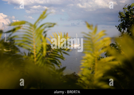 Sommer in Maine mit Segelboote im Wasser durch Farne zu sehen. Stockfoto