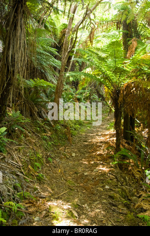 Neuseeland, Südinsel, Marlborough Sounds. Einheimischer Vegetation entlang Nydia Track. Stockfoto