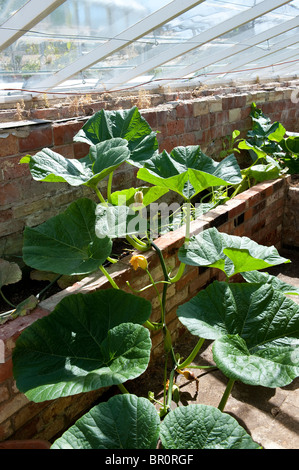 Kürbis Pflanze wächst in einem großen Gewächshaus in einem englischen Garten. Stockfoto