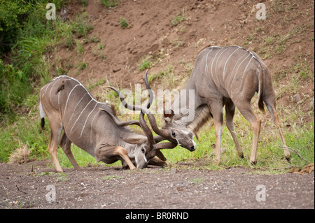Große Kämpfe Kudu (Tragelaphus Strepsiceros, Mashatu Wildreservat, Tuli Block, Botswana Stockfoto