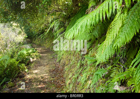 Neuseeland, Südinsel, Marlborough Sounds. Einheimischer Vegetation entlang Nydia Track. Stockfoto