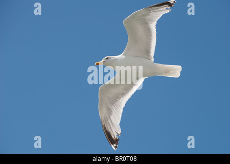 Möwe im Flug gegen ein strahlend blauer Himmel. Stockfoto