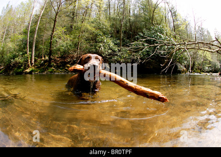 Chocolate Labrador Retriever kommt aus dem Wasser nach holen einen Stock in North Carolina. Stockfoto
